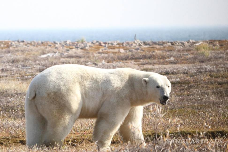 $!Vista de un ejemplar de oso polar (Ursus maritimus) en tierra en la región occidental de la bahía de Hudson, Canadá.