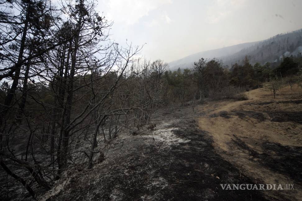 $!Mínima reforestación en sierras de Coahuila dañadas por fuego; solo se ha rescatado el 19.6%