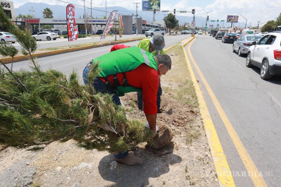 $!Brigadas municipales plantan pinos Eldarica en el camellón del bulevar Eulalio Gutiérrez Treviño, fortaleciendo la reforestación urbana.