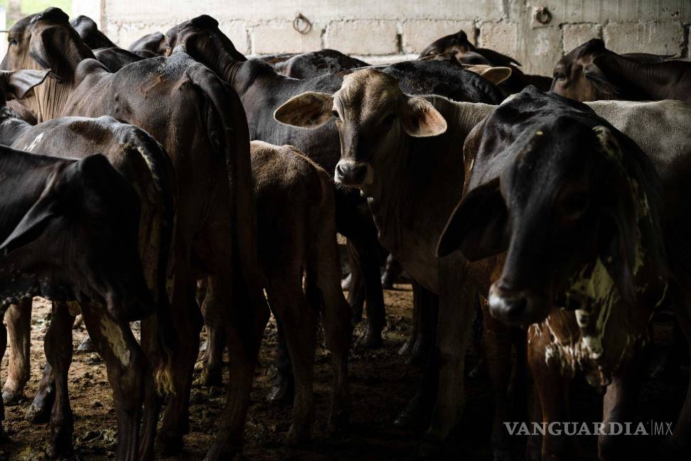 $!México redujo en un 42 % sus exportaciones de ganado a Estados Unidos en comparación con el año anterior debido a la plaga del gusano barrenador.