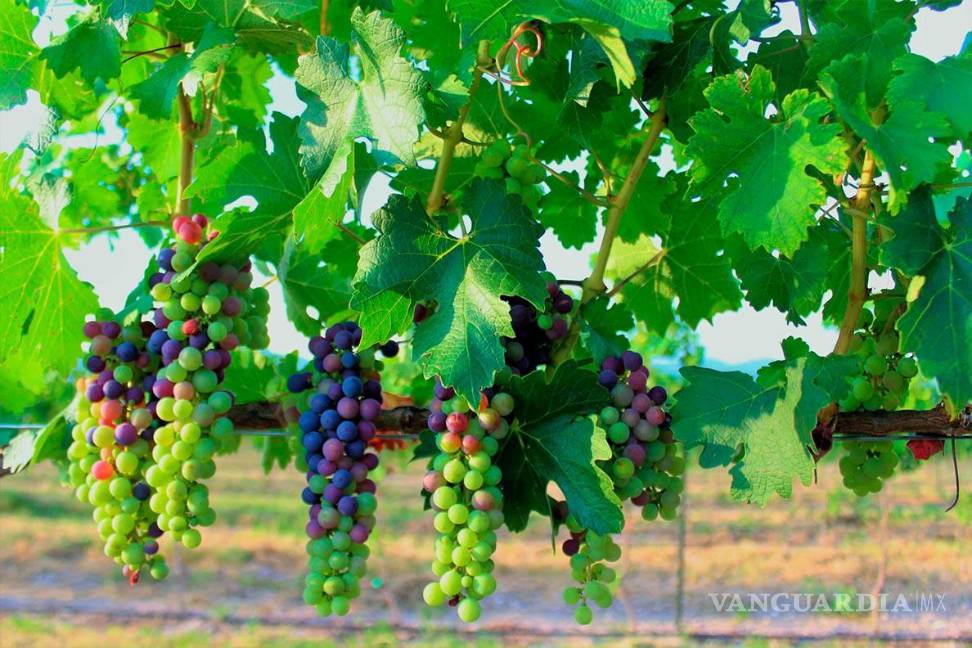 $!Fotos: Bodega Rivero González/Cortesía