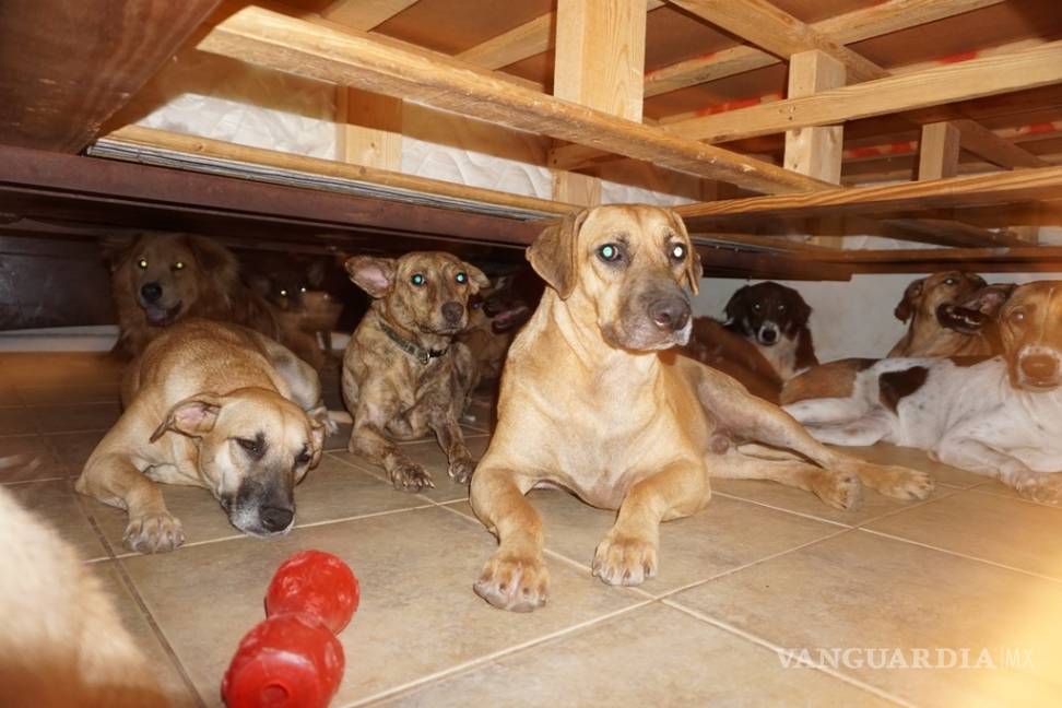 $!Mujer rescató a 97 perros callejeros del huracán 'Dorian'