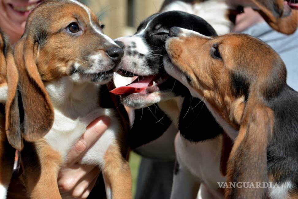 Nacen los primeros perros por fecundación in vitro