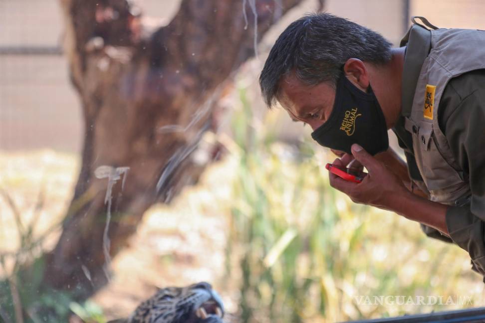 $!El cuidador de jaguares José Luis González observa a un ejemplar de jaguar (panthera onca), en el Santuario Reino Animal en Oxtotipac Otumba, estado de México (México). EFE/Sáshenka Gutiérrez