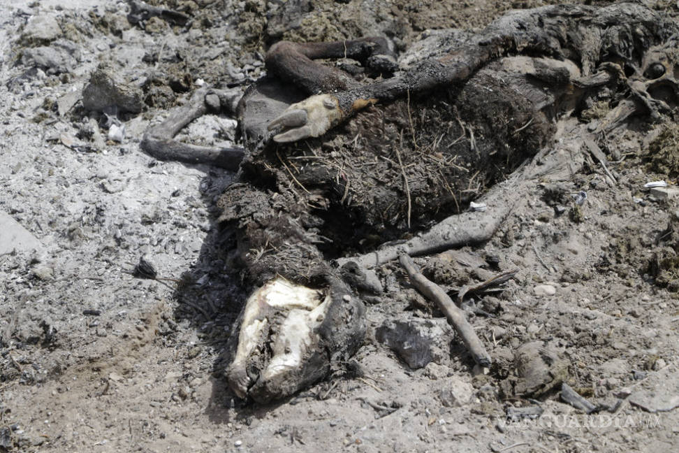 $!Aclaran misterio de 'la bestia' en Saltillo: jauría de perros, responsables de muerte de 40 animales: Medio Ambiente