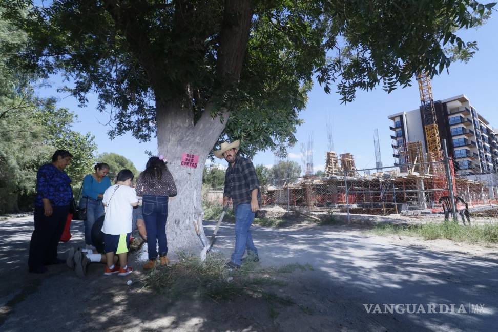 $!Los ambientalistas y colonos demandan al Municipio proteger y conservar el árbol.