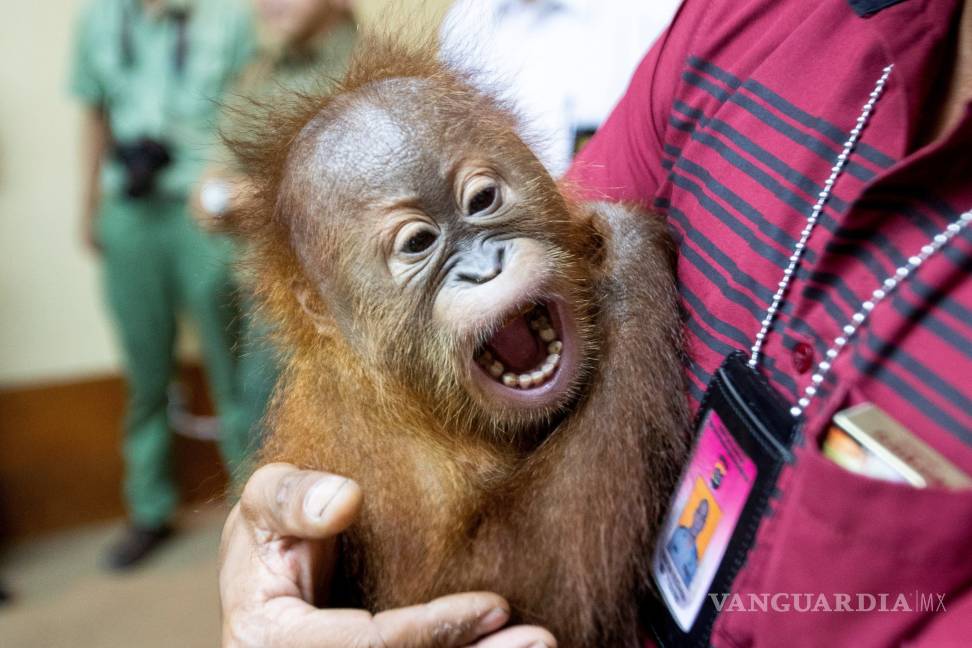 $!¡Increible!, policía de indonesia descubre una cría de orangután en una maleta en el aeropuerto de Bali