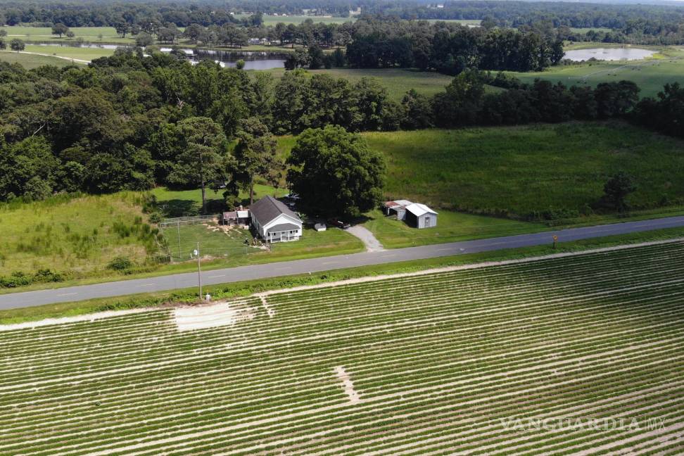 $!Campos de cultivo y bosques rodean la casa de Amy y Chris Arthur en las afueras de Mount Olive, Carolina del Norte, el lunes 15 de julio de 2024.