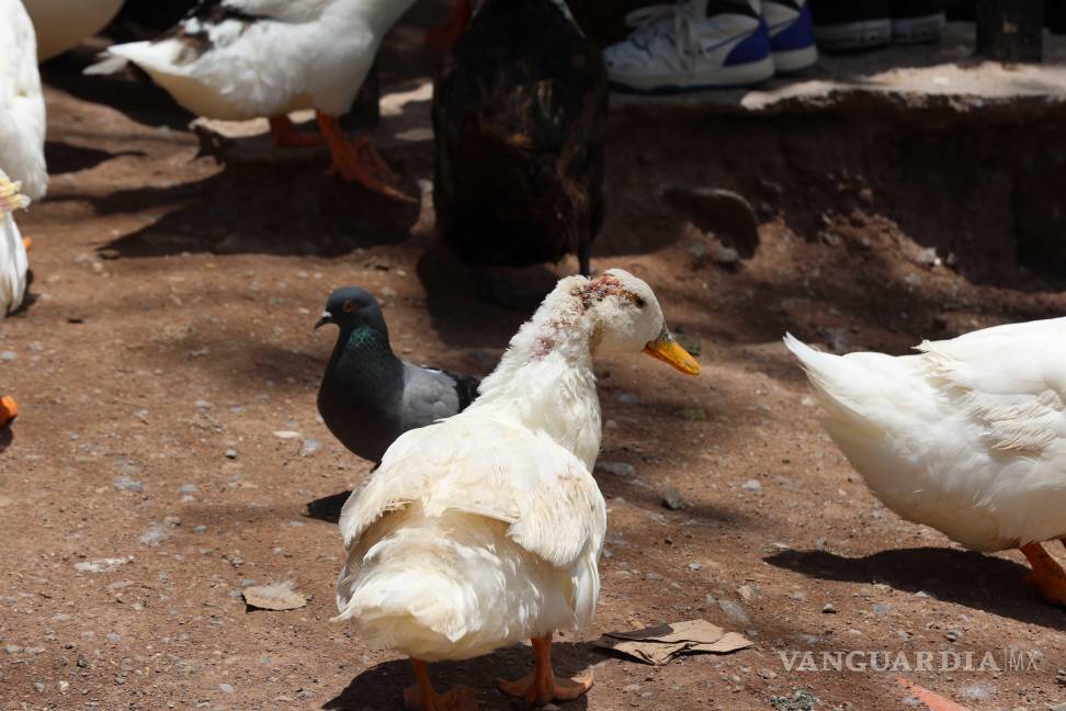 $!La sobrepoblación por abandono de aves genera enfrentamientos entre patos.