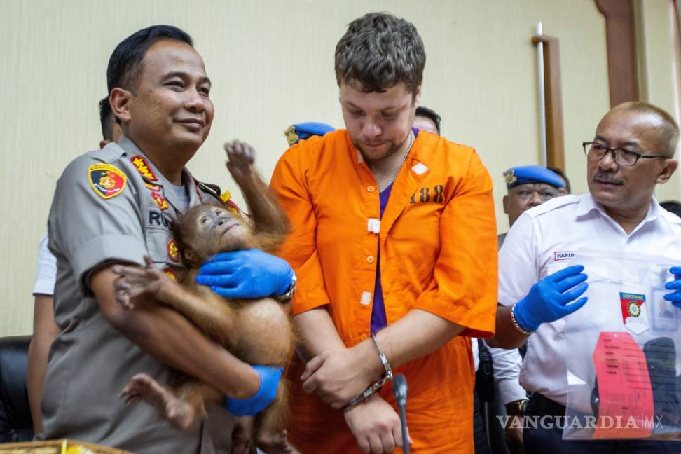 $!¡Increible!, policía de indonesia descubre una cría de orangután en una maleta en el aeropuerto de Bali