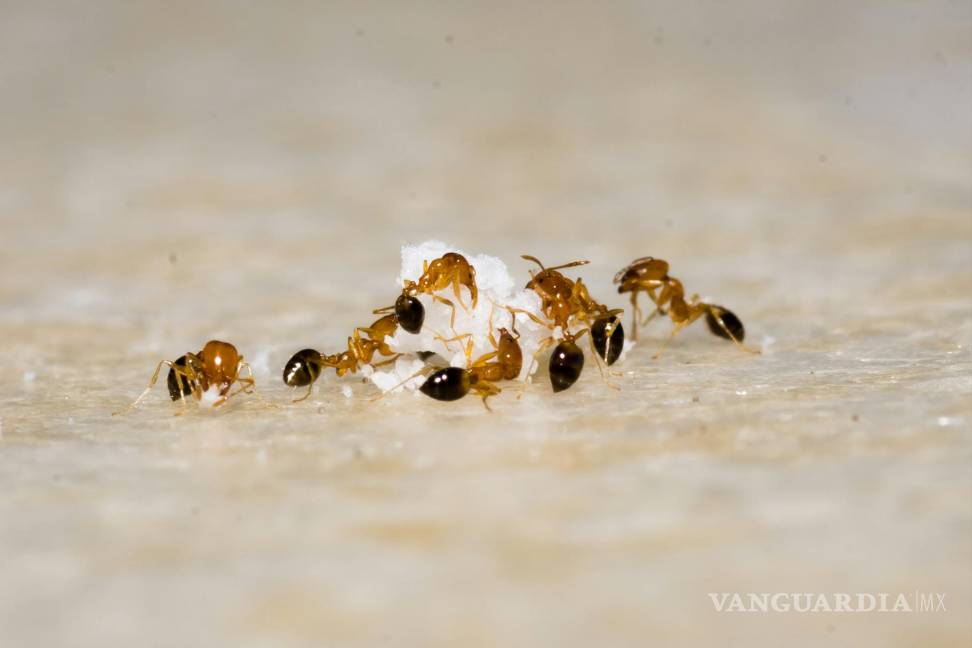 $!Las hormigas son atraídas por los restos de comida y líquidos derramados.