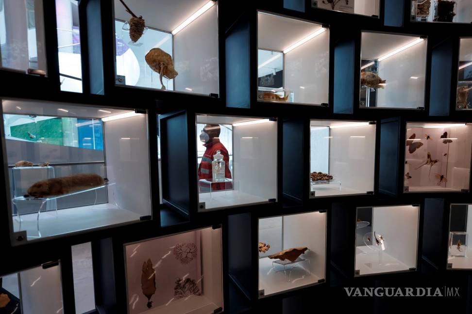 UNAM inaugura su Pabellón de la Biodiversidad con el apoyo de la Fundación Slim