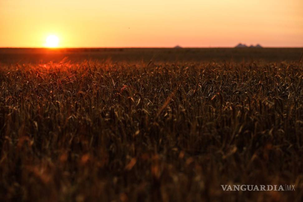 $!Atardecer en un campo de trigo en la región de Donetsk, Ucrania.