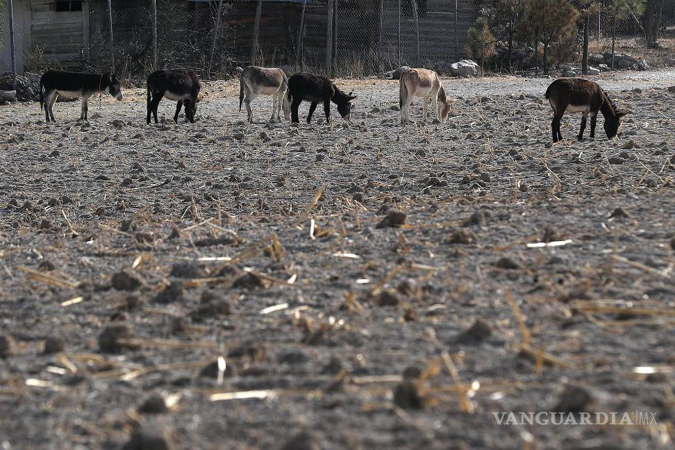 $!“Los impactos de la sequía afectan de manera desproporcionada a las poblaciones vulnerables, a agricultores de subsistencia y agro-pastores”, apunta Smith