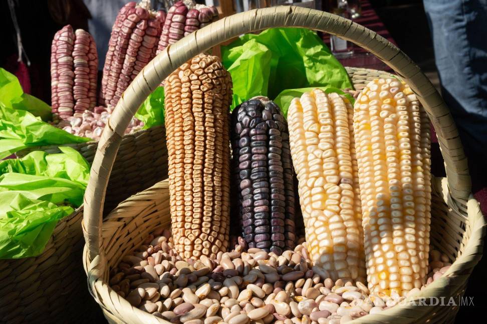 Bajarán los precios del maíz mexicano, por altas cosechas en EU