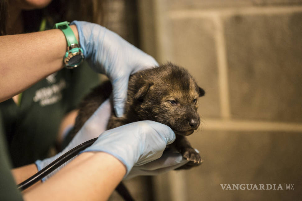 $!El zoológico Lincoln Park en Chicago tiene nuevos huéspedes, cuatro cachorros de lobo pelirrojo