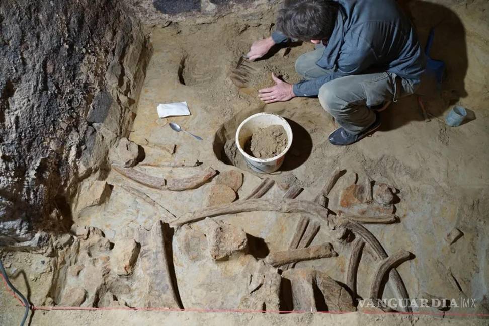 $!Expertos del Instituto Arqueológico Austriaco trabajan con huesos de mamut de hasta 40,000 años de antigüedad encontrados en una bodega en Austria.