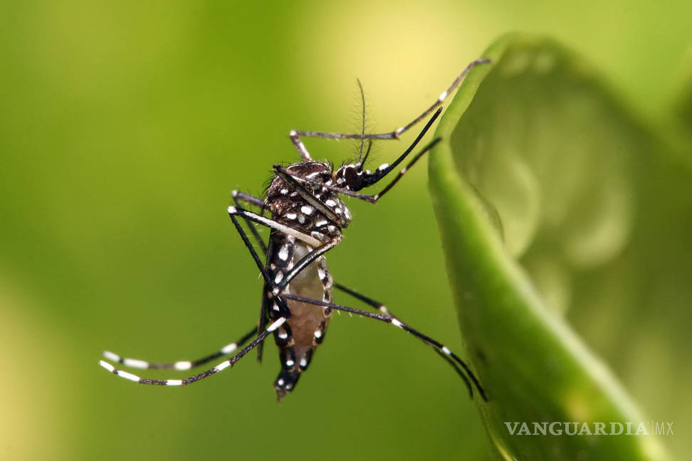 $!Liberan mosquitos infectados con bacteria en Miami para combatir el zika