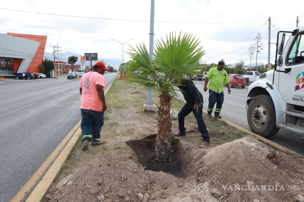 $!La reforestación forma parte de la estrategia para mejorar la imagen urbana y fortalecer las áreas verdes de Saltillo.