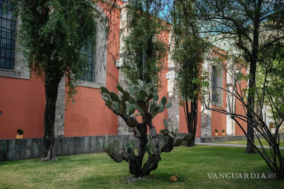 $!Bowie descansa a la sombra de un cactus en los terrenos del Palacio Nacional en Ciudad de México.