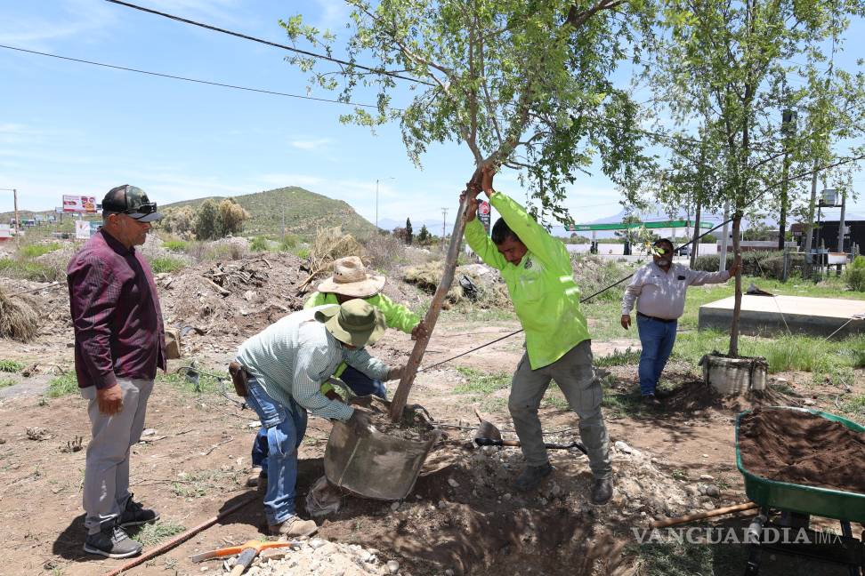 $!En coordinación con empresas como Martinrea, General Motors y John Deere, se han reforestado plazas y camellones en diversas colonias de Saltillo.