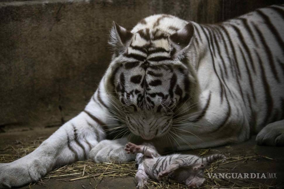 $!El Tigre será el animal bajo cuyo signo se celebrará este Año Nuevo Chino. EFE/Jorge Torres