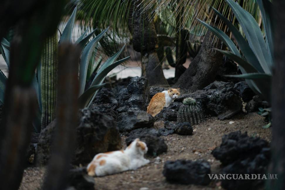 $!Gatos descansan en el jardín del Palacio Nacional en Ciudad de México, el jueves 4 de marzo de 2024.