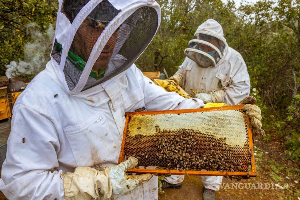 $!La apicultura ecológica tiene como principal objetivo fomentar la sostenibilidad y el cuidado tanto de la colmena como del material que se produce en su interior.