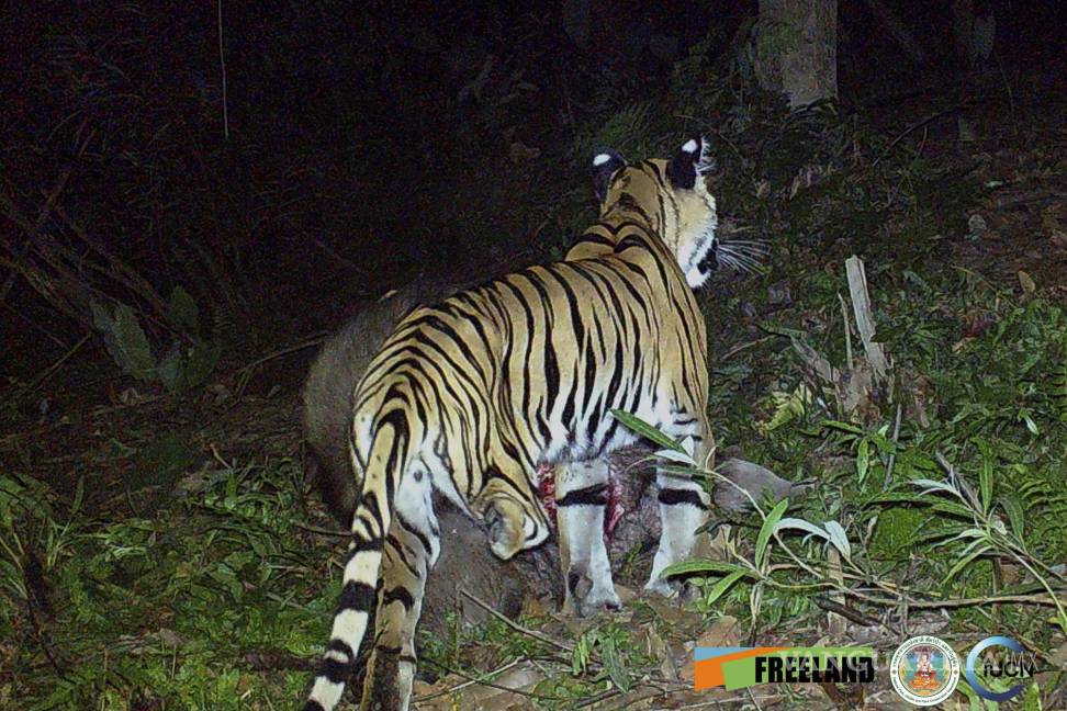 $!In this photo taken by a camera trap, a three-legged tiger walks through the jungle Feb. 6, 2022, in the Khao Laem National Park in Kanchanaburi, western Thailand. (Freeland/IUCN via AP)
