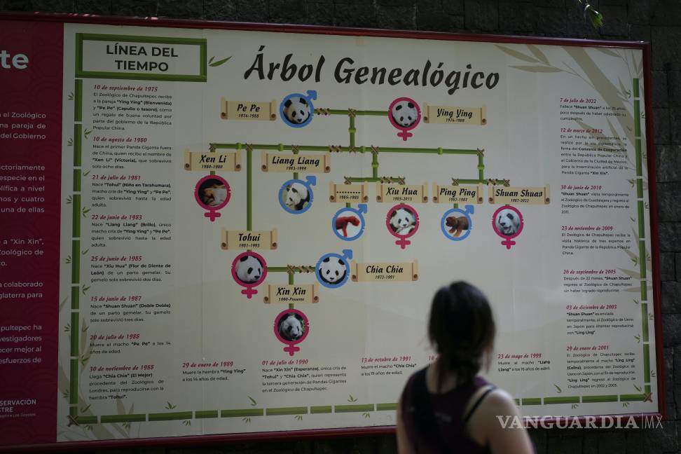 $!Un visitante observa un mural que ilustra el árbol genealógico de Xin Xin, un panda mexicano de 35 años, en el Zoológico de Chapultepec en CDMX.