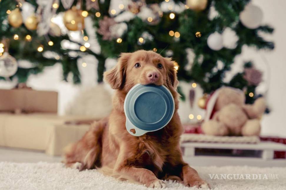 $!Así que antes de compartir un trozo de pavo o cualquier otro platillo delicioso, es necesario que evalúes si los alimentos son adecuados para su consumo.