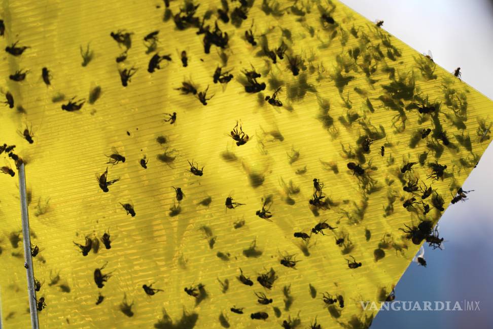 $!Moscas de diversas especies yacen en una trampa cerca de los corrales de una subasta de ganado en Hermosillo, Sonora, México.