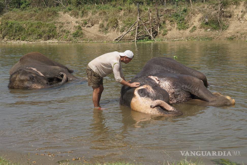 $!'Wild Frank en India': En busca del último tigre de Bengala