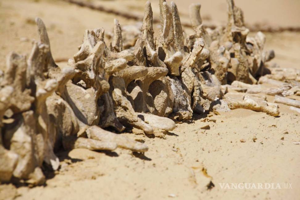 $!Wadi al Hitan, el desierto donde nadaron las ballenas