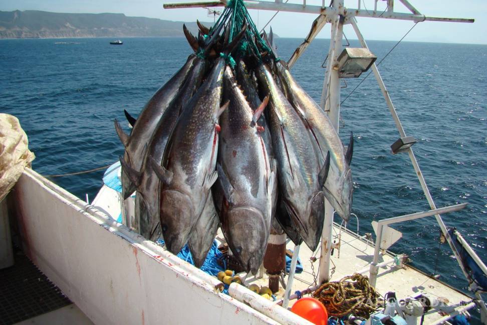 $!Se va a refundar la pesca en el país con AMLO, asegura Raúl Elenes Angulo, próximo Comisionado Nacional de Pesca