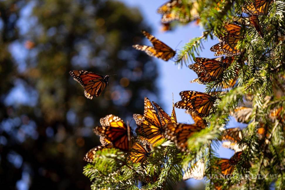 $!En los últimos años se ha disminuido la cantidad de mariposas monarca que arriban a México.
