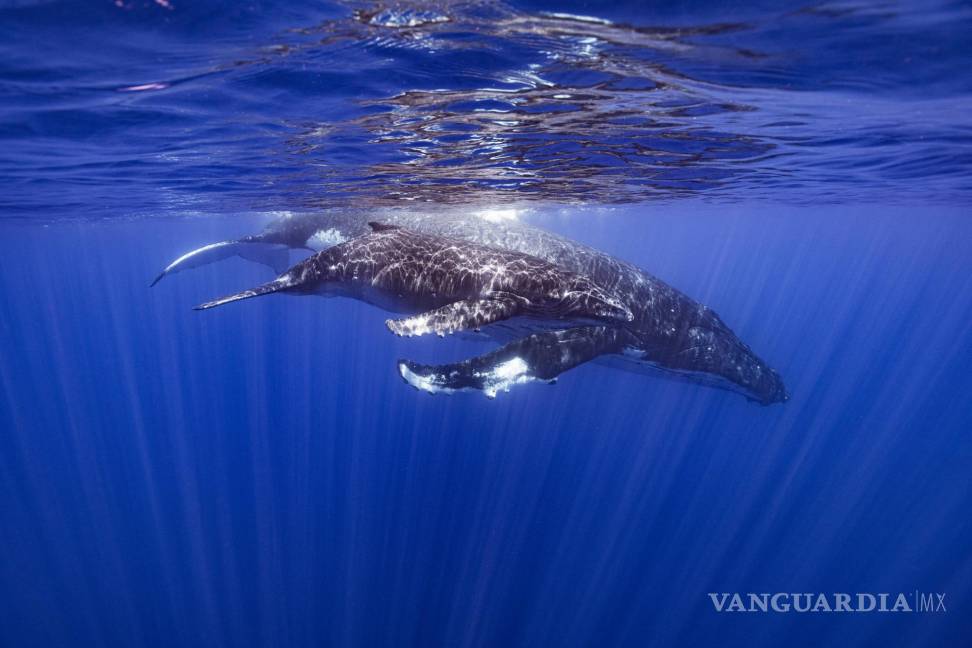 $!Una ballena jorobada y su cría en Papeete, Polinesia Francesa. Se sabe que las jorobadas componen elaboradas canciones que viajan a través de océanos.