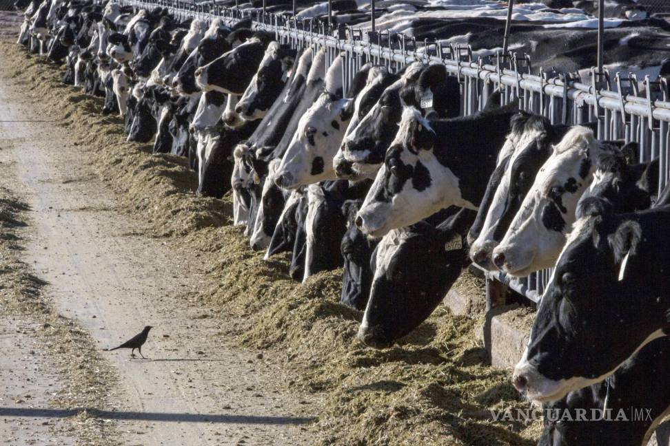 $!Las vacas lecheras han sido las principales víctimas de este virus hasta ahora.