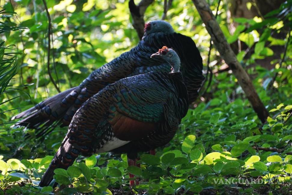 La selva de Calakmul, el nuevo foco rojo del Tren Maya