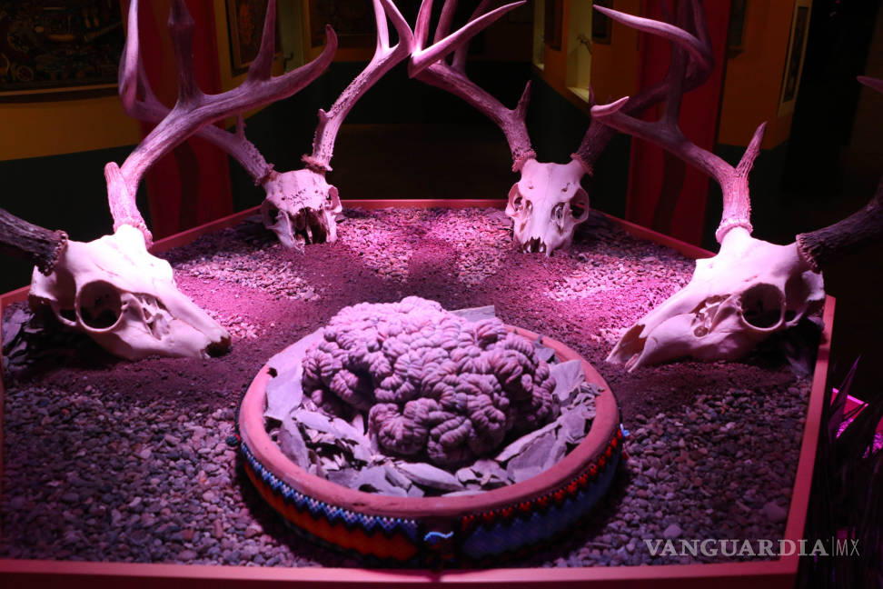 $!El Cactus Sagrado contará sus historias en el Museo del Desierto