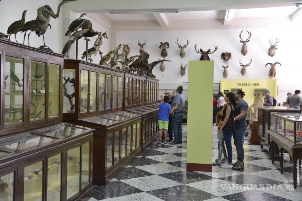 $!Una colección de animales disecados, incluyendo un oso grizzly y un león, exhibidos en el Museo de Historia Natural del Ateneo Fuente.