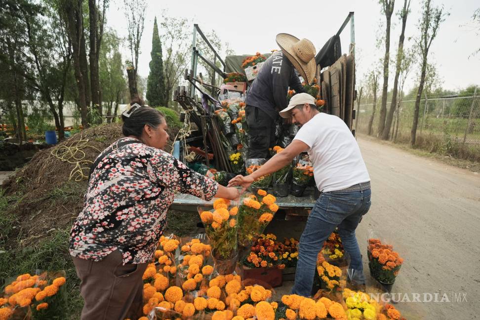 $!Cultivadores de cempasúchil cargan un camión con flores antes de las celebraciones del Día de Muertos, en San Luis Tlaxialtemalco.