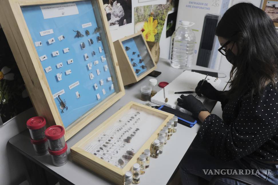 $!Una especialista analiza insectos recolectados de enterramientos clandestinos en Jalisco, que son estudiados como parte de un proyecto para ayudar en la búsqueda de personas desaparecidas en México