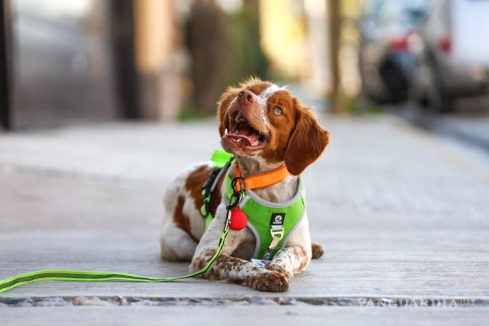 $!Aguas de Saltillo adopta tecnologías de vanguardia como la detección canina, fortaleciendo su compromiso con la preservación del medio ambiente y el uso responsable del agua.