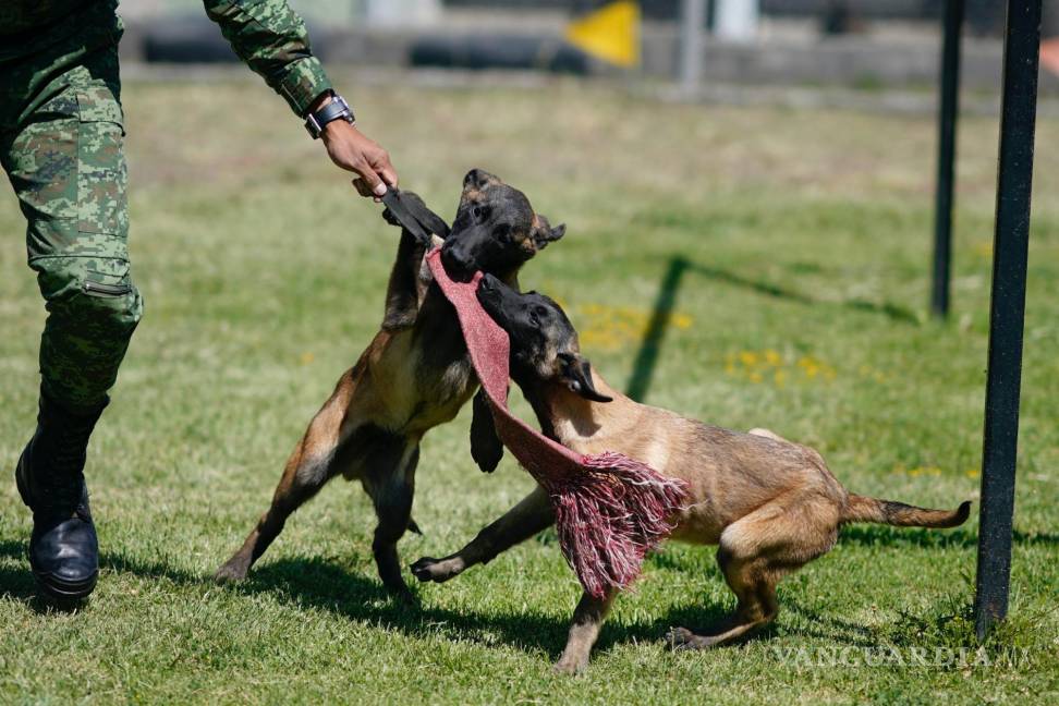 $!Un soldado entrena cachorros de pastor belga Malinois en el Centro de Producción Canina del Ejército y Fuerza Aérea Mexicanos en San Miguel de los Jagüeyez.