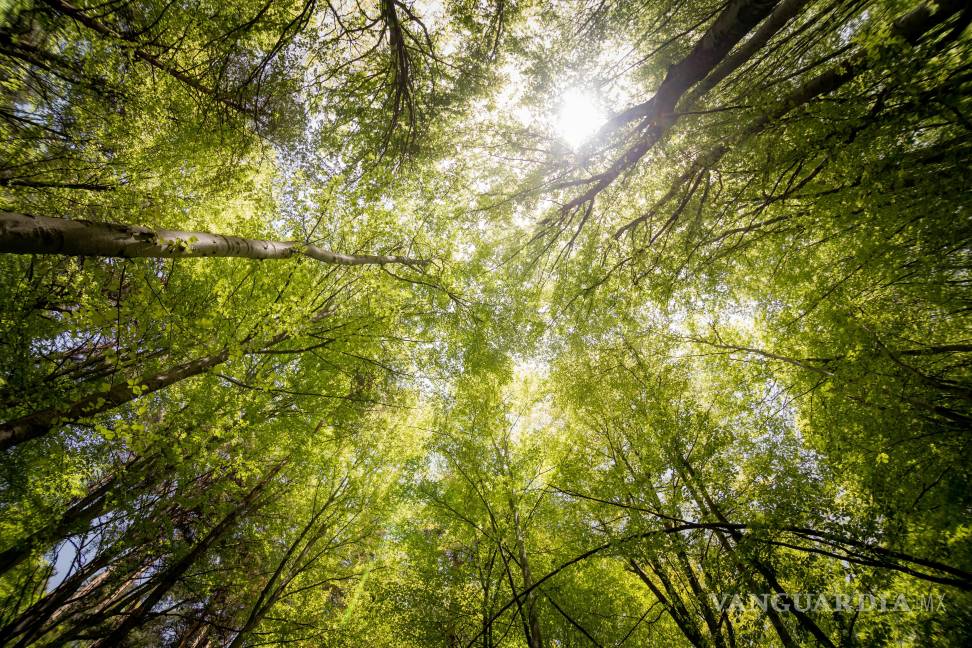 $!En 2025, el enfoque se centra en la restauración de ecosistemas y la lucha contra la contaminación por plásticos.