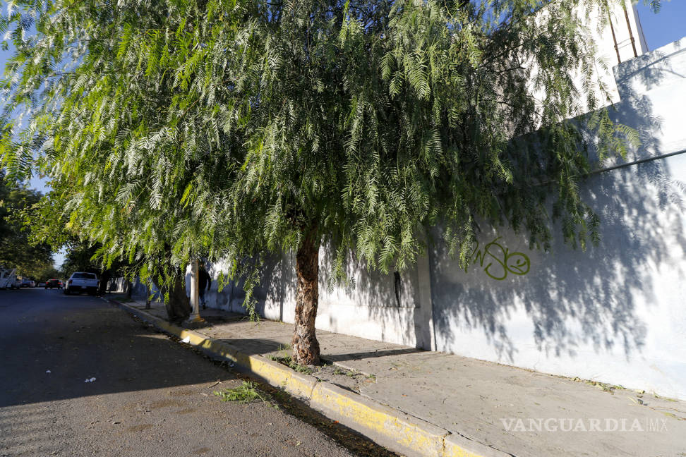 $!Joven se cuelga en árbol en calle de colonia República Oriente en Saltillo; es el suicidio numero 103