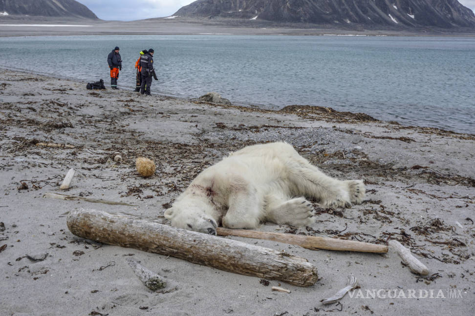 $!Autoridades noruegas justifican matanza de oso polar