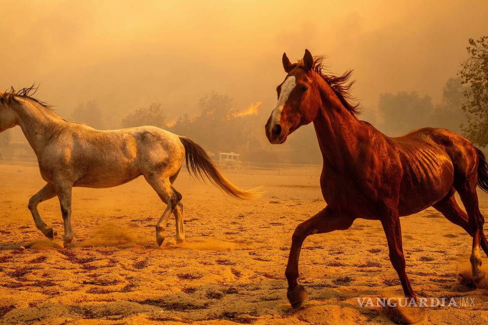 $!Los caballos galopan en un recinto en Swanhill Farms mientras el incendio Mountain arde en Moorpark, California.