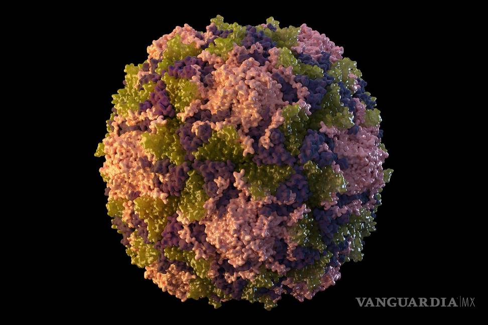 $!Ilustración de 2014, provista por lo CDC representa una partícula del virus de polio.